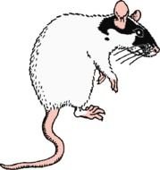 Black And White Rat Clip Art