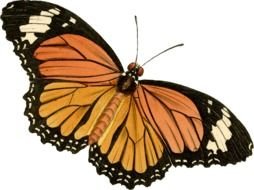 clipart of the painted lady butterfly