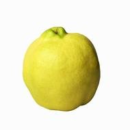 quince fruit N2