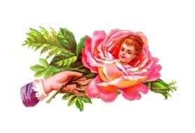 beautiful face in pink rose in graphic representation