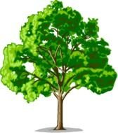 Oak Tree