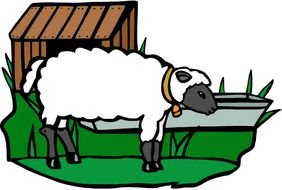 drawn farm sheep