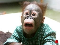 cute Funny Baby monkey