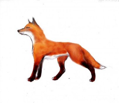 Red Fox Sketch