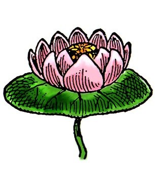 Free Clip Art Lily Flowers N3
