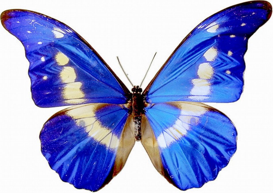 Free Printable Butterfly Clip Art N4