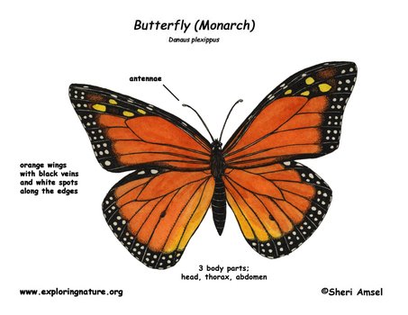Monarch Butterfly Diagram