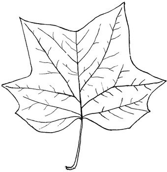 Tulip Tree Leaf Outline