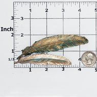 Western Feather Silicone Mold Food Safe Fondant, Candy, Gum Paste,. Craft or Jewelry Mold Resin, Clay, Flexible...