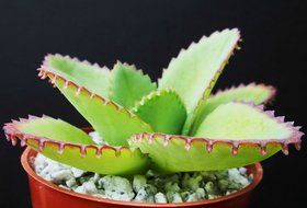 Mother of Thousands Kalanchoe Daigremontiana Mexican Hat Plant Rare Succulent 4 by exotic_cactus_collection N2