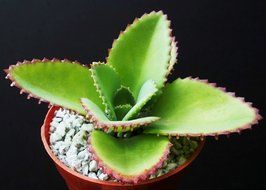 Mother of Thousands Kalanchoe Daigremontiana Mexican Hat Plant Rare Succulent 4 by exotic_cactus_collection N3