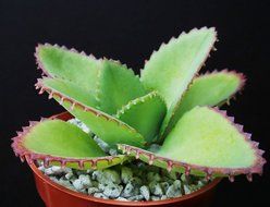 Mother of Thousands Kalanchoe Daigremontiana Mexican Hat Plant Rare Succulent 4 by exotic_cactus_collection N4