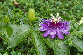 Organic Dried Passion Flower Herbal Tea Wild Flower #2 (4 ounce) N2