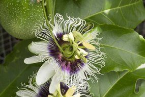 Organic Dried Passion Flower Herbal Tea Wild Flower #2 (4 ounce) N3