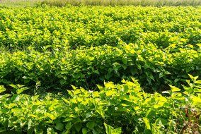 Mulberry Tea - 100% Pure Morus Alba - Premium Loose Leaf Tea Made From White Mulberry Tree Leaves Grown in Thailand... N2