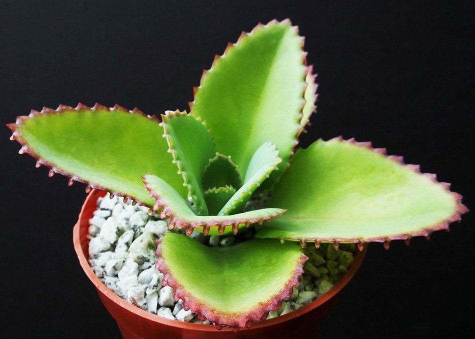Mother of Thousands Kalanchoe Daigremontiana Mexican Hat Plant Rare Succulent 4 by exotic_cactus_collection N3