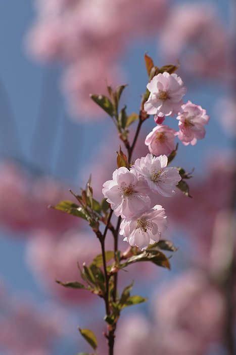 Sigma SD1 SLR N19