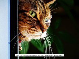 Pentax Q10 12.4 Mp Digital Camera - Black (Kit W 5-15mm Lens 15-45mm Lens) N4