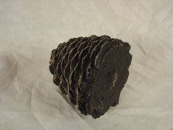 Chimney 48984 Hargrove Large Straight Ceramic Pine Cone For Gas Logs 5.5 Inchh