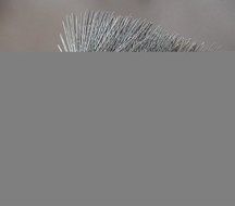 Rutland 16511 11-Inch Square Wire Thread Fitting Chimney Sweep, 1/4-Inch Pipe