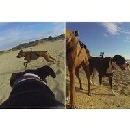 VolksPro Xiaomi Yi Dog Harness for Xiaomi Yi Action Camera and SJ Sport Camera Compatible with GoPro Hero 4 Hero... N4