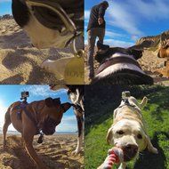 VolksPro Xiaomi Yi Dog Harness for Xiaomi Yi Action Camera and SJ Sport Camera Compatible with GoPro Hero 4 Hero... N6