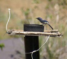 Mist Birds - Flexible Mister - 4 Feet - Us Made