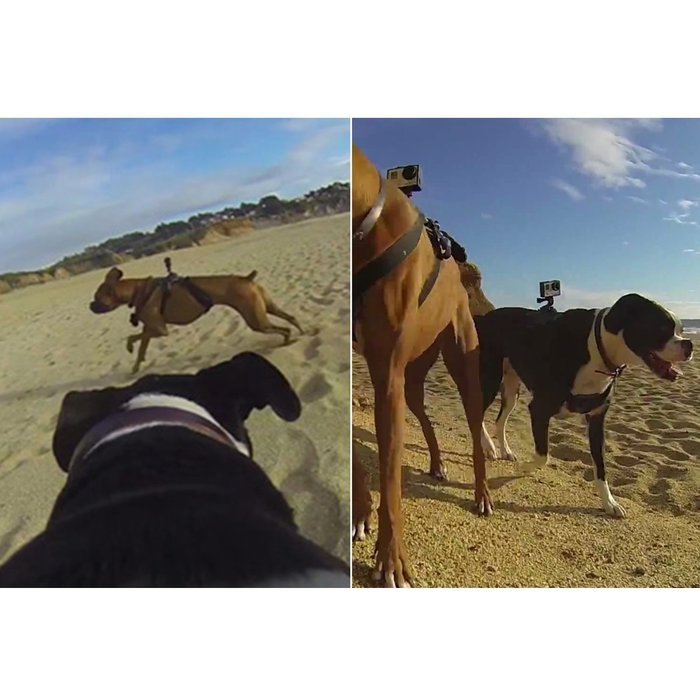 VolksPro Xiaomi Yi Dog Harness for Xiaomi Yi Action Camera and SJ Sport Camera Compatible with GoPro Hero 4 Hero... N4