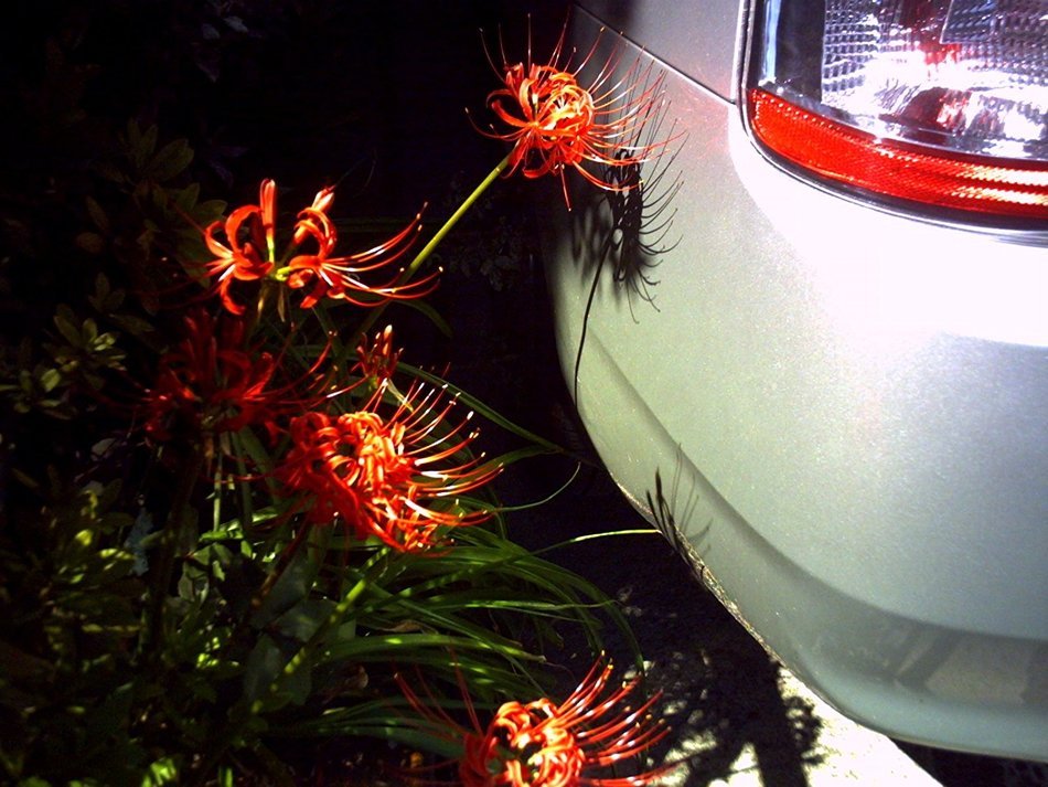 Digital Harinezumi 2 Special Box N2