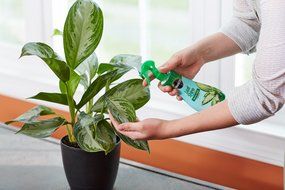 Miracle Gro Leaf Shine 8 Oz N6