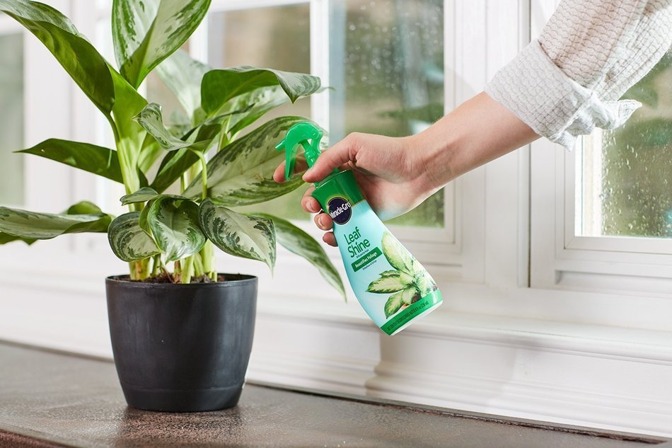 Miracle Gro Leaf Shine 8 Oz N3
