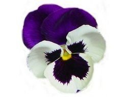 Pansy Flower Clip Art drawing
