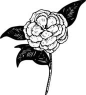 Camellia Flower Clip Art