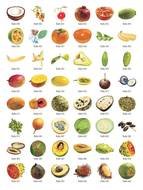 set fruit drawing