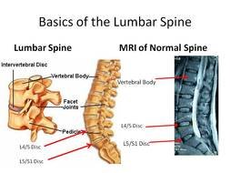 Lumbar Spine drawing