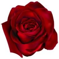 Transparent Red Rose PNG Clipart Picturepngm 1424786627