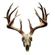 Deer Skull with big horns