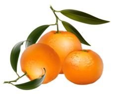 Orange Fruit Clip Art N6