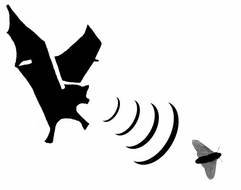 bat echolocation for hunting
