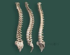 Human Spine Model