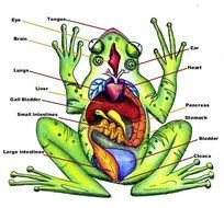 Labeled Frog Anatomy Diagram