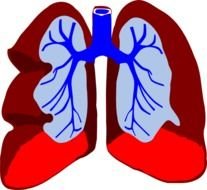 Lungs Clip Art N3
