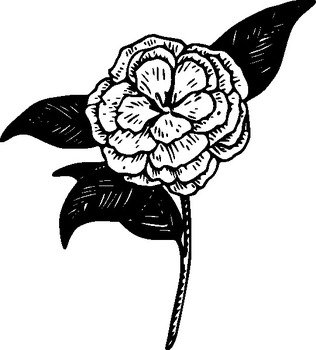Camellia Flower Clip Art