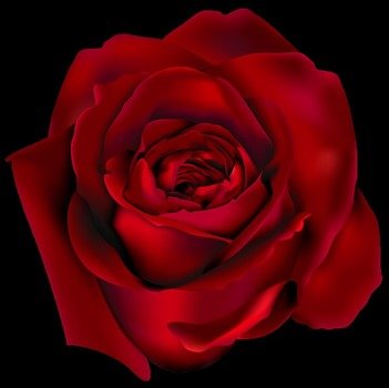 Transparent Red Rose PNG Clipart Picturepngm 1424786627