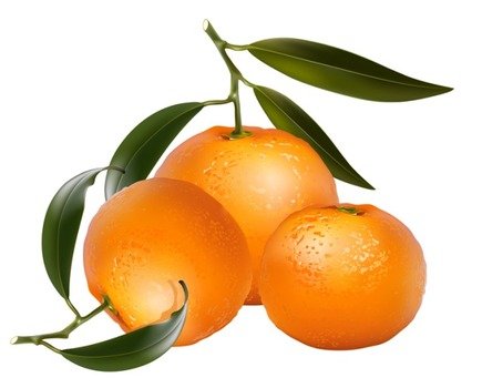 Orange Fruit Clip Art N6