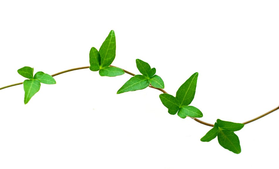 Ivy Leaf