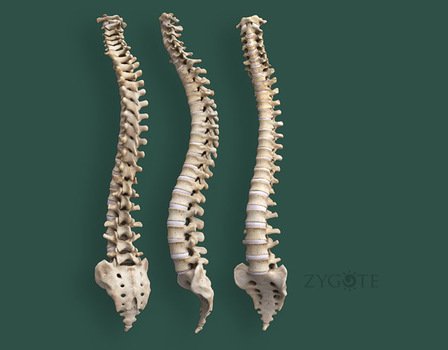 Human Spine Model