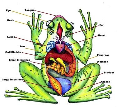 Labeled Frog Anatomy Diagram