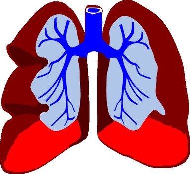 Lungs Clip Art N3
