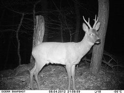 Dorr Snapshot Mini 5MP IR Wildlife Camera Camouflage [204404]